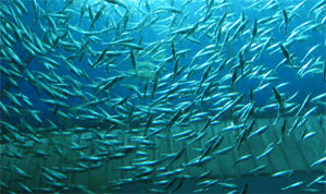 A school of fishies