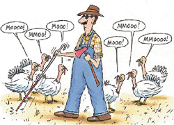 turkey.jpg